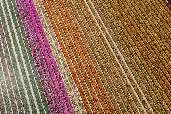 Aerial of workers in colorful tulip fields, Edendale, Southland, South Island, New