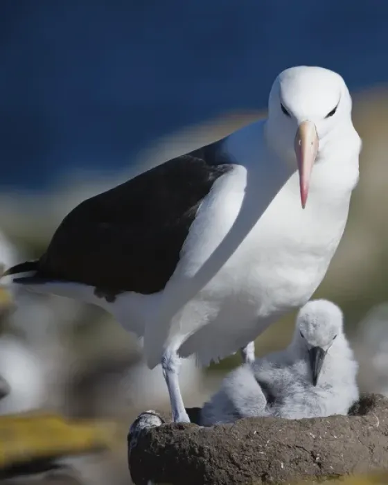 Framed Print : Afalkland Islands, Albatross, chick Framed Print : Afalkland Islands, Albatross, chick