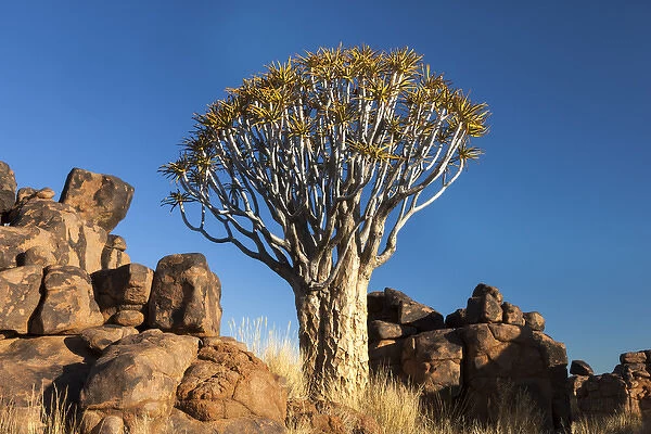 Afri Qca, Namibia, Keetmanshoop, Quiver Tree Forest, (Aloe dichotoma), Kokerbooms