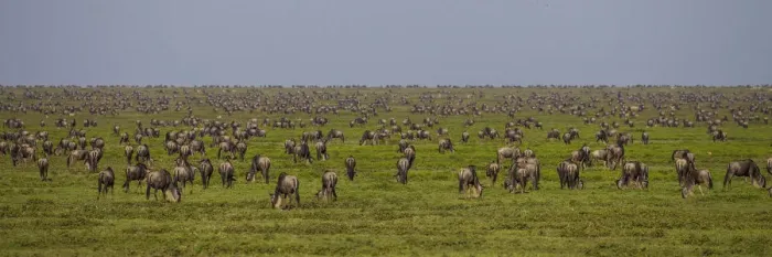 Framed Print : Africa, African, Connochaetes taurinus, Mara, River, Serengeti, Serengeti NP, Tanzania