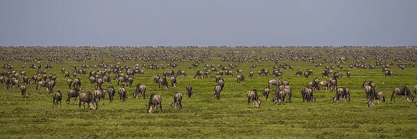 Africa, African, Connochaetes taurinus, Mara, River, Serengeti, Serengeti NP, Tanzania