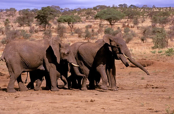 Africa. African Elephant (loxodonta africana)