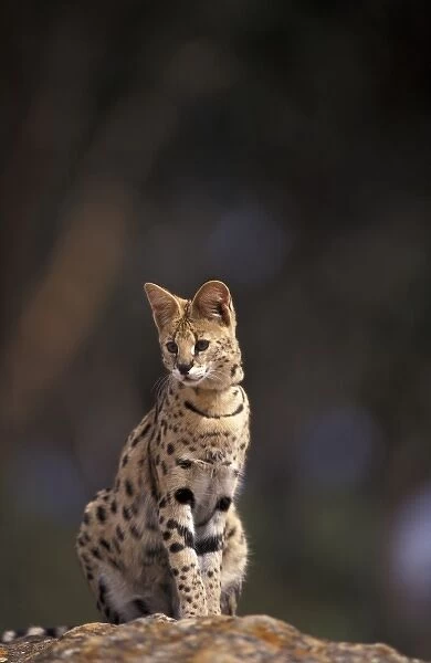 Africa, African Savannah. Serval (Felis serval), captive