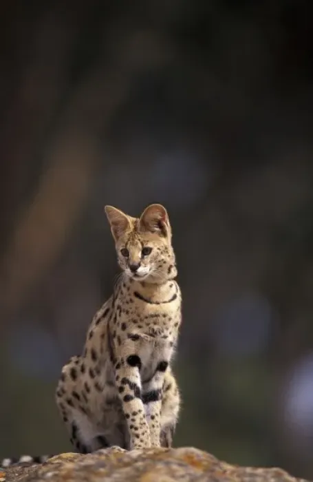 Framed Print : Africa, African Savannah. Serval (Felis serval), captive
