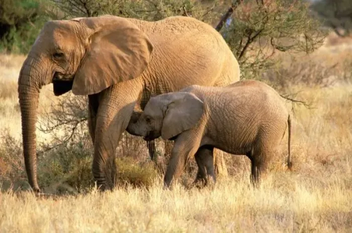 Framed Print : Africa, Botswana Framed Print : Africa, Botswana