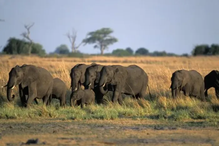 Framed Print : Africa, Botswana