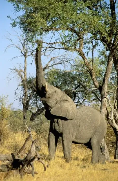 Framed Print : Africa, Botswana Framed Print : Africa, Botswana