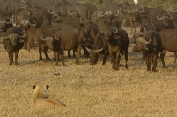 Framed Print : Africa, Botswana Framed Print : Africa, Botswana