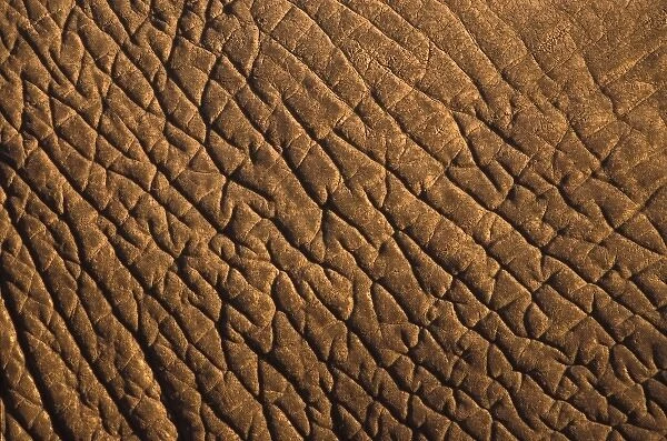 Africa, Botswana. African elephant skin (Loxodonta africana)