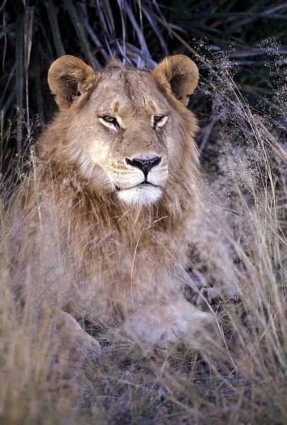 Africa, Botswana. African Lion (Panthera leo)