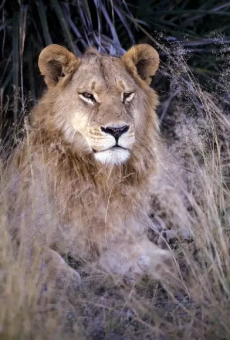 Framed Print : Africa, Botswana. African Lion (Panthera leo)