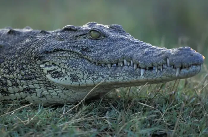 Framed Print : Africa, Botswana, Chobe National, Nile Crocodile (Crocodylus niloticus) waits along Framed Print : Africa, Botswana, Chobe National, Nile Crocodile (Crocodylus niloticus) waits along