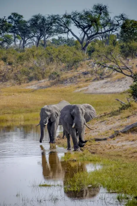Framed Print : Africa, Botswana, Chobe National Park. Adult elephants at water hole Framed Print : Africa, Botswana, Chobe National Park. Adult elephants at water hole