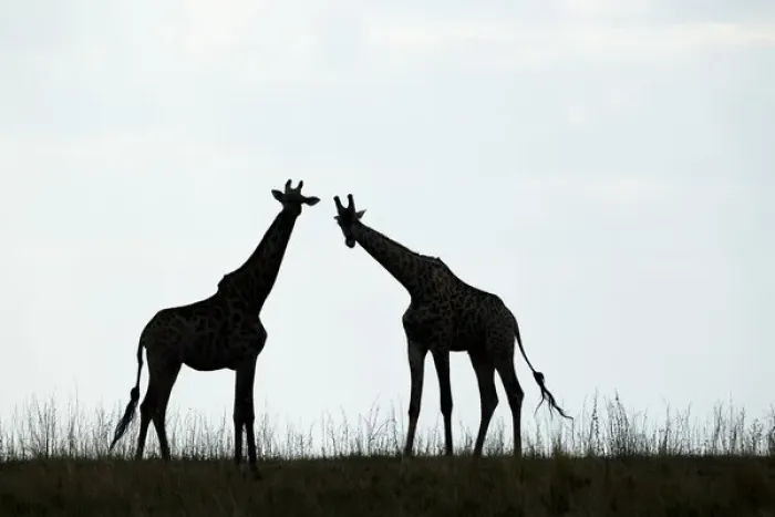 Framed Print : Africa, Botswana, Chobe National Park, Silhouette of herd of Giraffes (Giraffa camelopardalis)