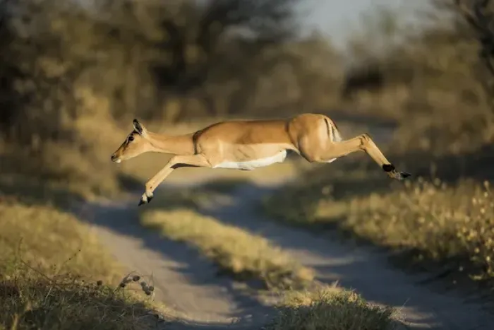 Framed Print : Africa, Botswana, Chobe National Park, Impala (Aepyceros melampus) leaping across Framed Print : Africa, Botswana, Chobe National Park, Impala (Aepyceros melampus) leaping across
