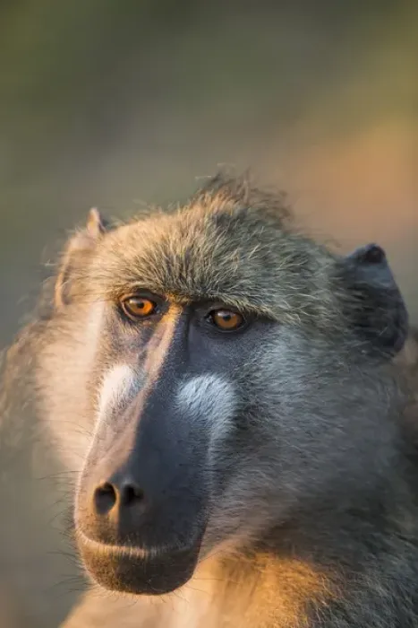 Framed Print : Africa, Botswana, Chobe National Park, Portrait of Chacma Baboon (Papio ursinus)