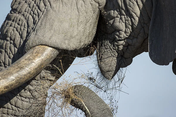 Africa, Botswana, Chobe National Park, Close-up view of African Elephant (Loxodonta africana) tusk