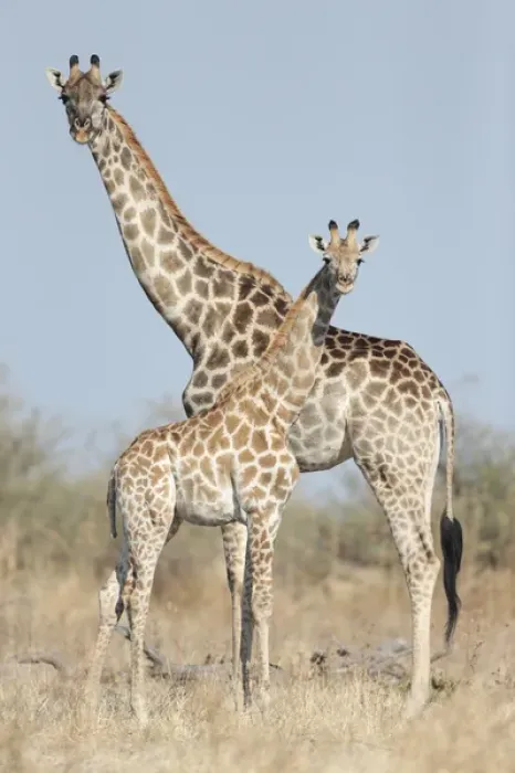 Framed Print : Africa, Botswana, Chobe National Park, Giraffe (Giraffa camelopardalis) standing
