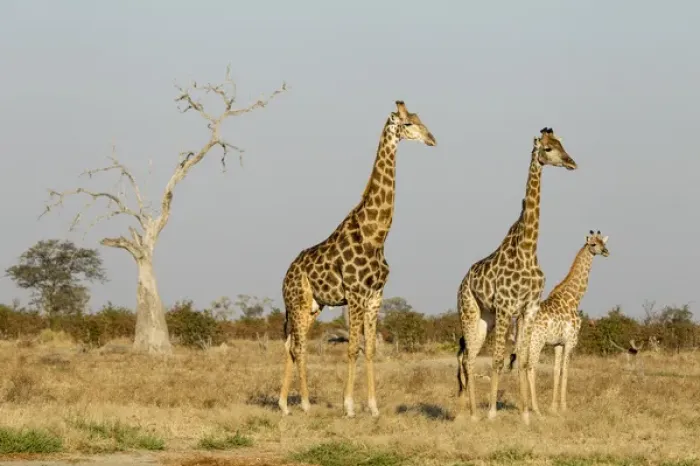 Framed Print : Africa, Botswana, Chobe National Park, Giraffes (Giraffa camelopardalis) standing Framed Print : Africa, Botswana, Chobe National Park, Giraffes (Giraffa camelopardalis) standing
