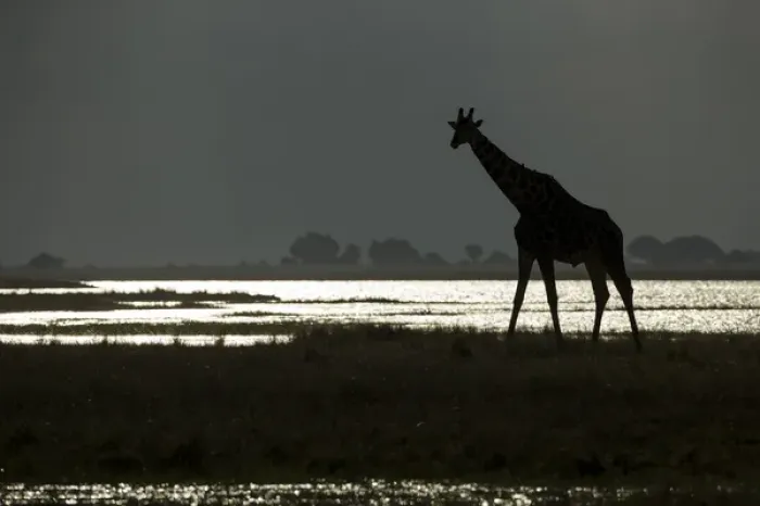 Framed Print : Africa, Botswana, Chobe National Park, Silhouette of Giraffe (Giraffa camelopardalis) Framed Print : Africa, Botswana, Chobe National Park, Silhouette of Giraffe (Giraffa camelopardalis)