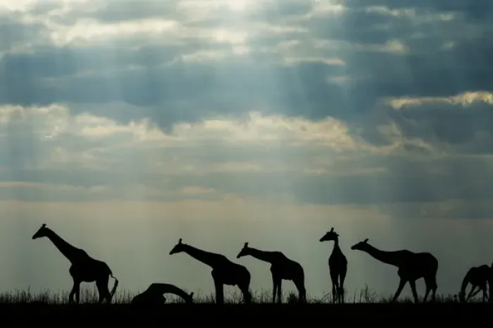Framed Print : Africa, Botswana, Chobe National Park, Silhouette of herd of Giraffes (Giraffa camelopardalis)