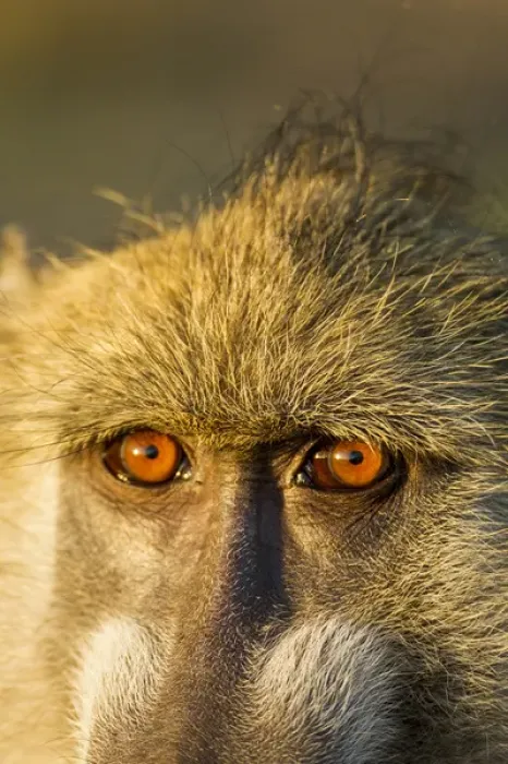 Framed Print : Africa, Botswana, Chobe National Park, Close-up of eyes of Chacma Baboon (Papio ursinus) Framed Print : Africa, Botswana, Chobe National Park, Close-up of eyes of Chacma Baboon (Papio ursinus)