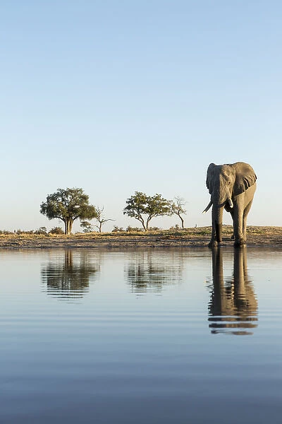 Africa, Botswana, Chobe National Park, African Elephant (Loxodonta africana) stands