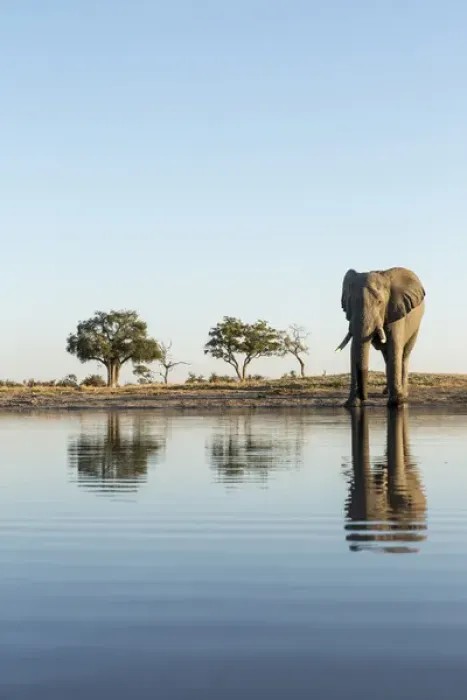 Framed Print : Africa, Botswana, Chobe National Park, African Elephant (Loxodonta africana) stands Framed Print : Africa, Botswana, Chobe National Park, African Elephant (Loxodonta africana) stands