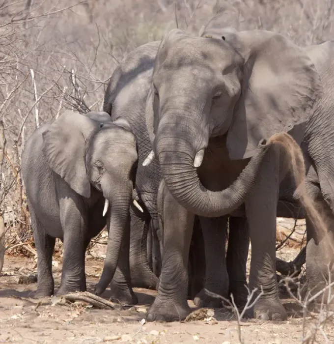 Framed Print : Africa, Botswana, Chobe National Park. Mother and baby elephant preparing for a dust bath Framed Print : Africa, Botswana, Chobe National Park. Mother and baby elephant preparing for a dust bath