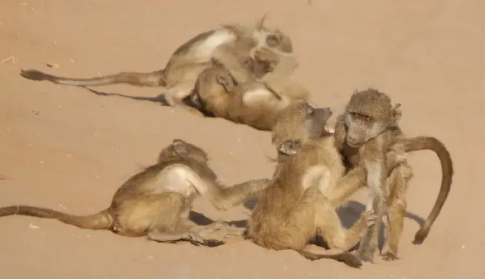 Framed Print : Africa, Botswana, Chobe National Park. Young baboons at play