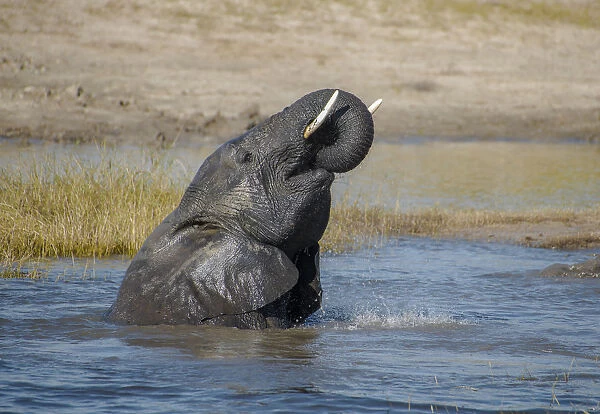 Africa, Botswana, Chobe National Park. Elephant bathing