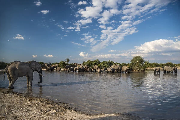 Africa, Botswana, Chobe National Park. Elephant herd in water