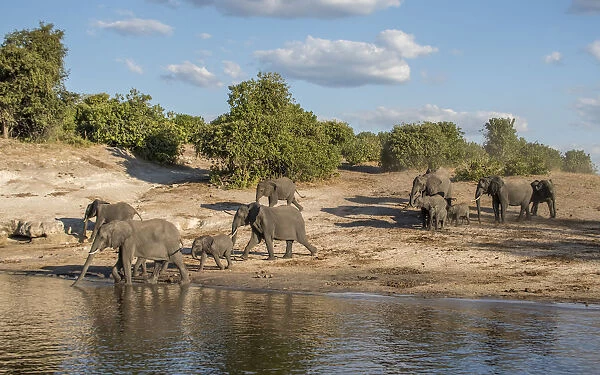 Africa, Botswana, Chobe National Park. Elephants moving to water