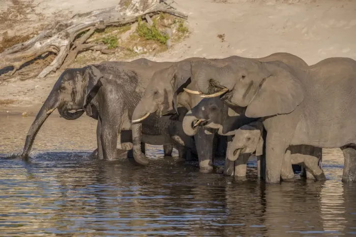 Framed Print : Africa, Botswana, Chobe National Park. Elephants drinking