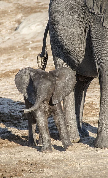 Africa, Botswana, Chobe National Park. Juvenile elephant next to adult. Credit as