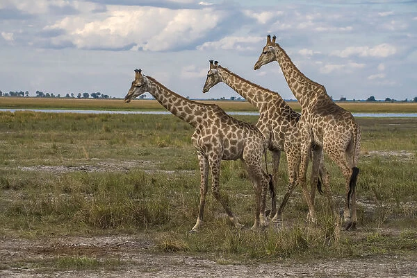 Africa, Botswana, Chobe National Park. Giraffes in savanna