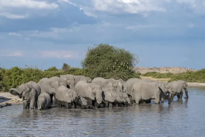 Framed Print : Africa, Botswana, Chobe National Park. Elephant herd in water Framed Print : Africa, Botswana, Chobe National Park. Elephant herd in water