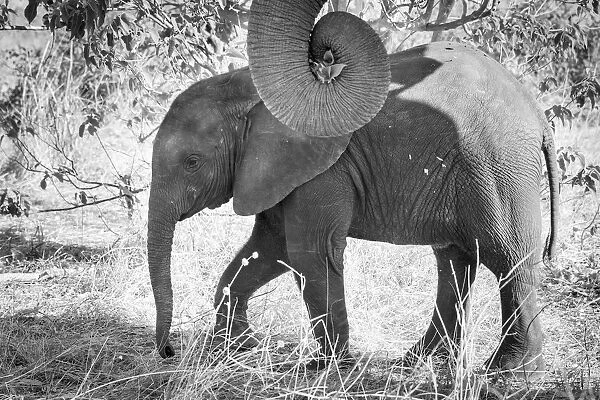 Africa, Botswana, Chobe National Park. Black and white of elephant calf close-up