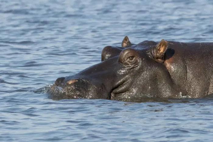Framed Print : Africa, Botswana, Chobe National Park. Hippopotamuss head above waters surface