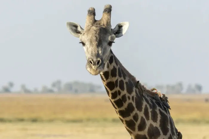 Framed Print : Africa, Botswana, Chobe National Park. Close-up of giraffe with oxpecker birds. Credit as Framed Print : Africa, Botswana, Chobe National Park. Close-up of giraffe with oxpecker birds. Credit as