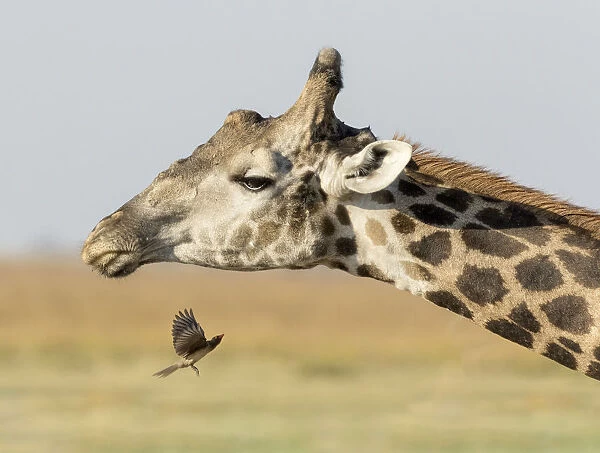 Africa, Botswana, Chobe National Park. Close-up of giraffe neck with oxpecker bird
