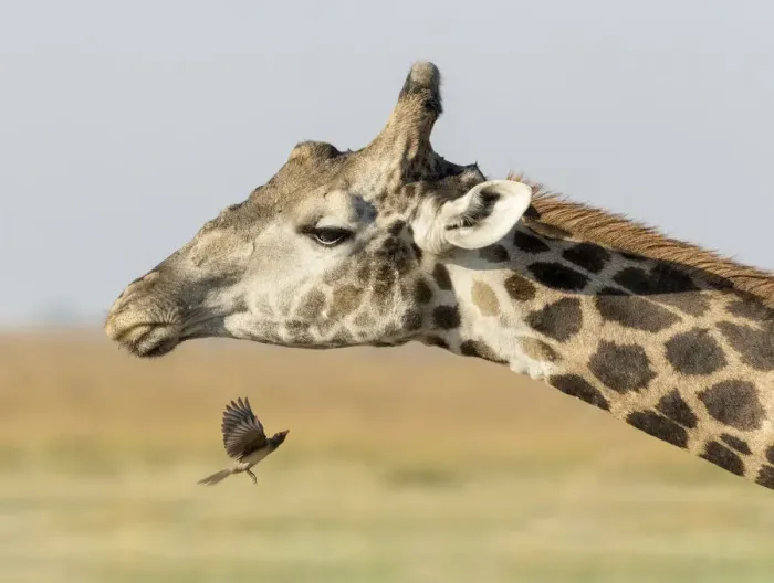 Framed Print : Africa, Botswana, Chobe National Park. Close-up of giraffe neck with oxpecker bird