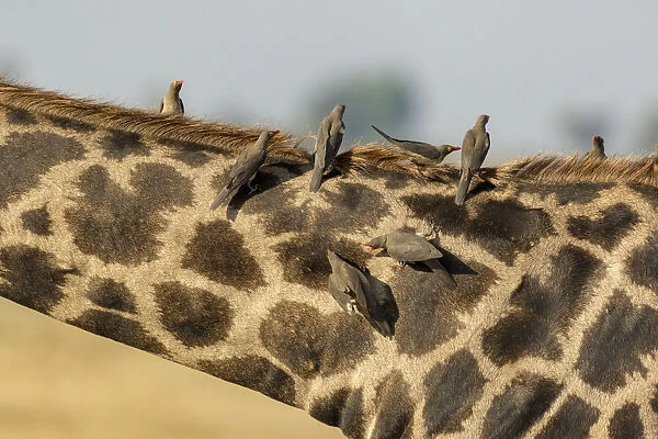 Africa, Botswana, Chobe National Park. Close-up of giraffe with oxpecker birds. Credit as