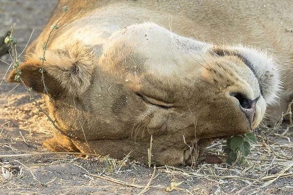 Africa, Botswana, Chobe National Park. Close-up of resting lioness