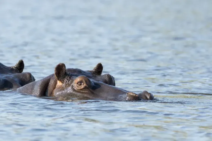 Framed Print : Africa, Botswana, Chobe National Park. Hippopotamuss head above waters surface