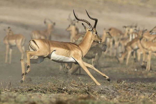 Africa, Botswana, Chobe National Park. Running impala. Aepyceros melampus Credit as