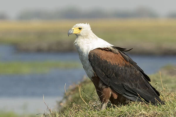 Africa, Botswana, Chobe National Park. Close-up of fish eagle on grass. Credit as