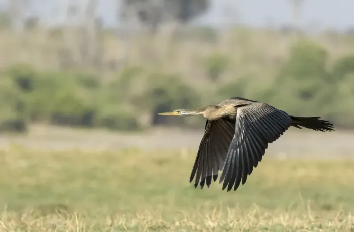 Framed Print : Africa, Botswana, Chobe National Park. African darter flying Framed Print : Africa, Botswana, Chobe National Park. African darter flying