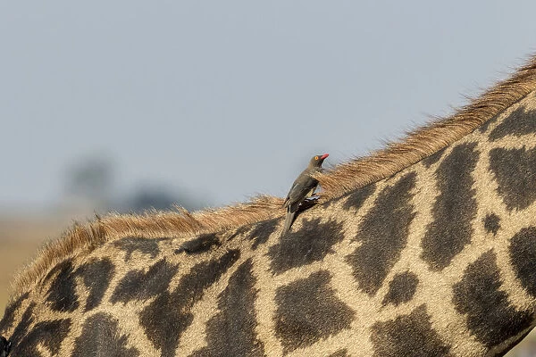 Africa, Botswana, Chobe National Park. Close-up of giraffe with oxpecker birds. Credit as