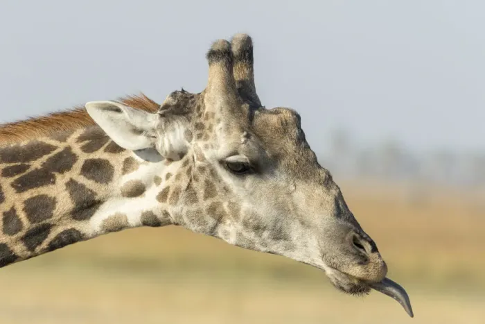 Framed Print : Africa, Botswana, Chobe National Park. Close-up of giraffe neck with oxpecker bird Framed Print : Africa, Botswana, Chobe National Park. Close-up of giraffe neck with oxpecker bird
